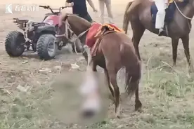 小孩骑马头朝下被拖行数百米！警方已介入调查 律师：马场应承担赔偿责任！图片