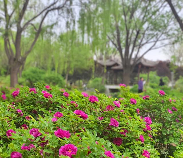 给80棵树搬家！石家庄2万株牡丹花海仅5元