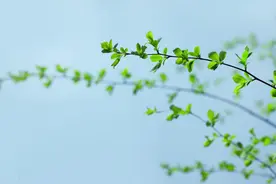 NPD容易有哪些具体的特殊癖好？图片