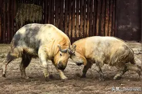 中国现存的8种猛兽，每只都是“一级国宝”，伤害一只牢底坐穿！图片