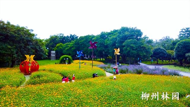 柳州市雀儿山公园硫华菊花海上线