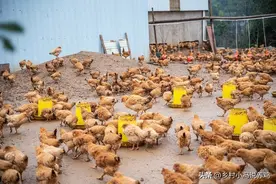 养鸡高手分享韭菜喂鸡，鸡群养得个个膘肥体壮，学会几个搭配方法图片