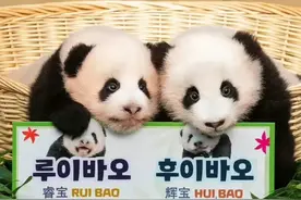 爱宝双胞胎熊猫宝宝，福大妹叫睿宝，福二妹是辉宝，你觉得怎么样图片