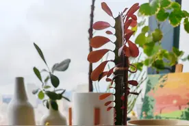 河北一男子把一株龙骨花养20年，如今变“森林”：让人看了还想看图片