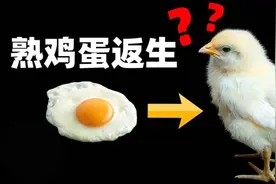 熟鸡蛋反生实验背后，蛋白质竟藏着改写科学的力量图片