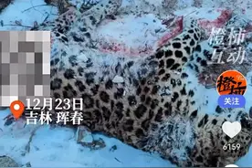 73号东北豹凶杀案告破，112号东北虎成犯罪嫌疑虎，该如何定罪？图片