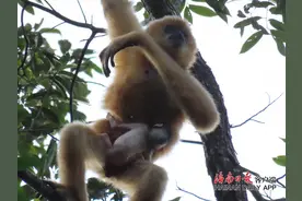 最新！海南长臂猿野外种群数量增长到7群42只图片