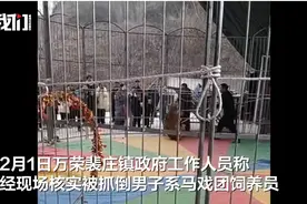 马戏团狮子表演时攻击笼外一男子 官方回应： “衣服撕破了，人没事”图片