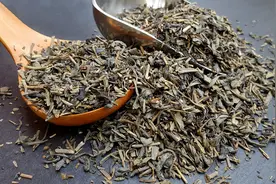 路边不起眼的野草，竟是蛋白尿的“克星”，利尿通淋，清热解毒！图片
