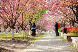 “赏花+”模式丰富游客体验图片