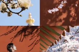 “坐地铁三号线经过虹口足球场，能看到樱花花海……”赏花季，年轻人“新玩法”迭出图片