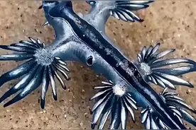罕见！福建厦门，有市民在野外海边，拍到几只模样古怪奇特的生物图片