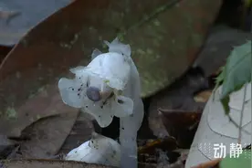 近危级珍稀植物水晶兰再现六盘水图片