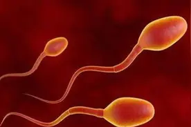 前列腺VS精囊：揭秘男性生殖系统的“炎症兄弟”图片