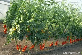 同科蔬菜为啥不能重茬？你知道哪些蔬菜是同科？蔬菜有多少科属？图片