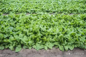 种植蔬菜需记住，这几种蔬菜不能用尿素肥，到时候后悔就晚了图片