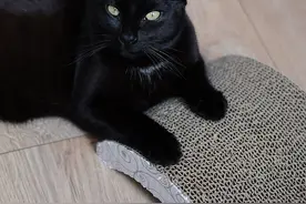 古代都称黑猫为玄猫，还称其不吉，这是为什么？图片