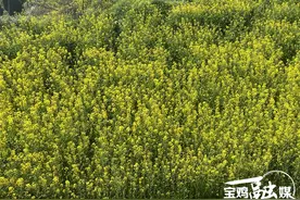 “畅游花海 寻梦南山” 宝鸡燃灯寺油菜花田邀您来！图片