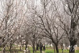 邯郸：青烟寺村杏花开图片