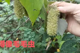 湖南首次发现国家二级保护植物濒危白背叶图片