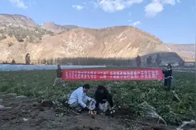 【乡村振兴】“三新”技术显成效 小春作物喜获丰产图片