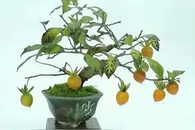 老鸦柿盆景，忽视这5个造型重点，越养越后悔图片