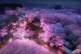 上海首个日夜赏樱乐园！顾村公园—樱花岛购票及入园攻略来啦→图片