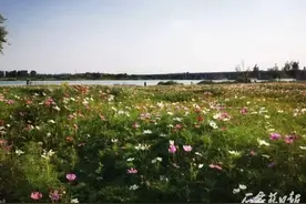 滹沱河畔百花盛开正多姿 万亩花海承包你的盛夏浪漫图片