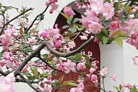 绝美！这里竟藏着海棠花开的江南园林画！图片