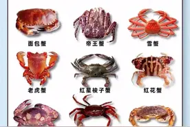 常见螃蟹种类，口感特别和挑选方法图片