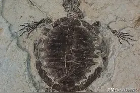 人类消失后，地球万物会怎样？图片