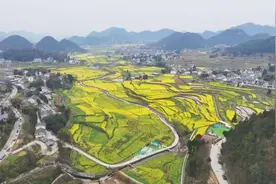 热度↑↑↑遵义的油菜花海人气旺图片