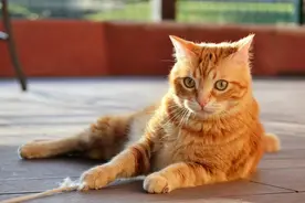 老一辈人常说：“猫养十年，必定成精”，这有道理吗？图片