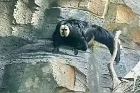 山东人小时候最害怕的就是---老猫猴子图片