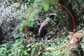 憨态可掬！宝鸡太白县黄柏塬景区再现野生大熊猫图片