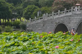沙湖公园第十届荷花展今天正式开展图片