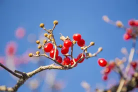 茱萸为什么能避毒解瘟，拒妖辟鬼？图片