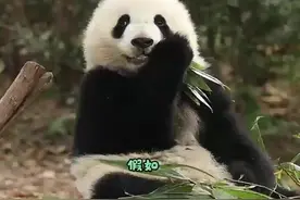 齁甜！大熊猫北辰糖分超标甜化了图片