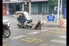 两只狗戴着安全帽等红绿灯，拉着车子载着大爷，帅气又很危险啊！图片