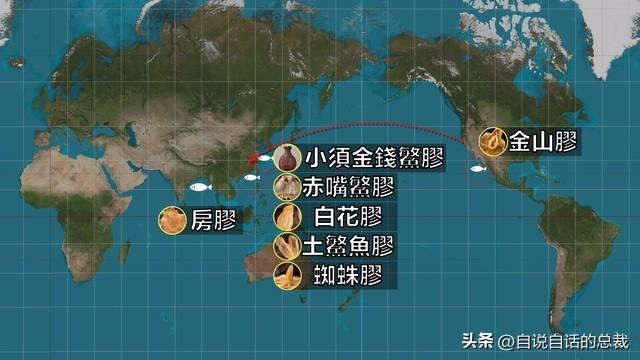 美国陈年花胶 2026年陈年花胶价格