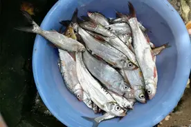 江河野钓翘嘴鱼，这种钓法才是首选，学会能轻松连竿图片