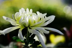 别人亲人过世，10条高情商慰问短信微信图片