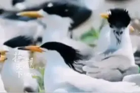 炸锅！浙江一地招聘守鸟人，月薪9000，包吃住，网友：想去图片