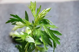 艾草作为百草之王，很多人只会用来驱蚊？7种艾草用法改善生活图片