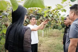 让渭水河畔猕猴桃仙果香飘四海——访眉县一退伍老兵的猕猴桃创业梦图片