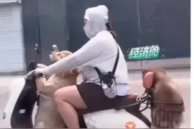 主人带俩狗兜风 一个开心一个拘谨图片