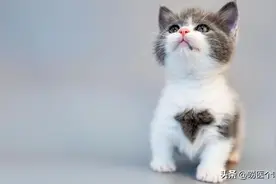 猫咪疫苗全攻略！这3针不打等于埋雷，90%养猫人都搞错了时间图片