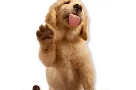 狗狗髌骨脱位三种治疗方式，收藏好！图片