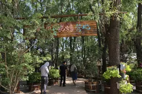 太原市晋源区：“稻”前方 “趣”露营成夏日新选择图片