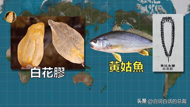 花胶多少钱一斤2021 2026年花胶多少钱一斤2025年价格表图片